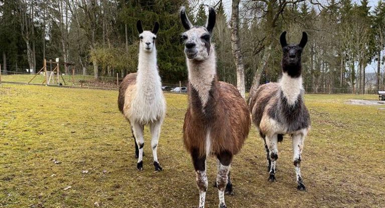 Wenn Lamas trauern – und heilen helfen Lamas