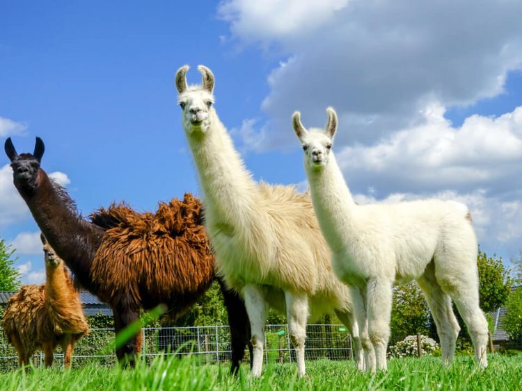 Drei Lamas grasen auf der Weide