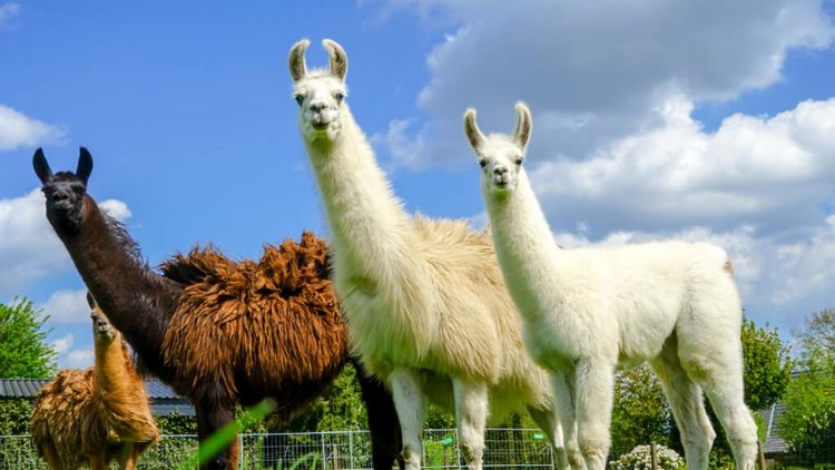 Drei Lamas grasen auf der Weide