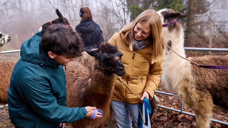 Tiergestützte Therapie mit Lamas