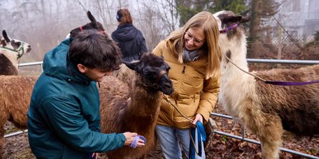 Tiergestützte Therapie mit Lamas
