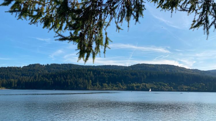 Ufer des Schulchsees im Schwarzwald