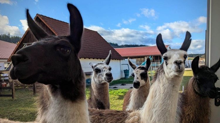 Die Lama Herde schaut sich neugierig um
