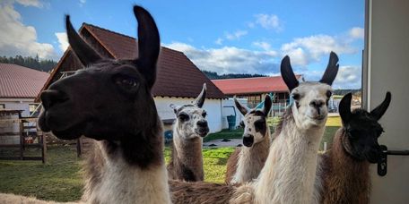 Die Lama Herde schaut sich neugierig um