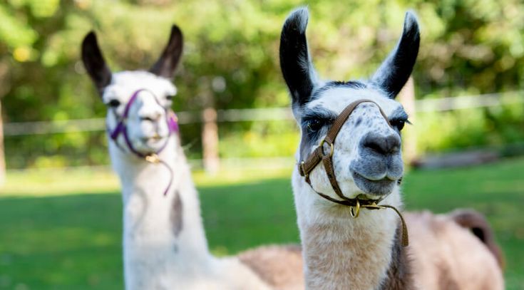 Lamas