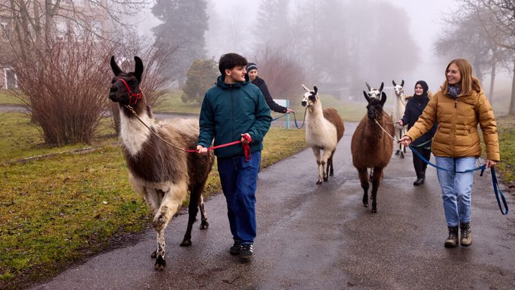 Tiergestützte Therapie mit Lamas