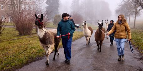 Tiergestützte Therapie mit Lamas