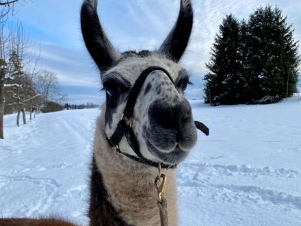 Lamatherapie auch im Winter? Sicher doch!