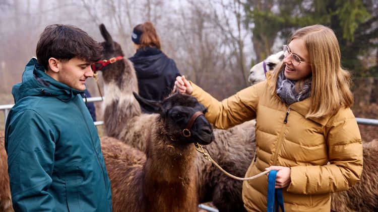 Neue Babylamas ergänzen Therapie-Team
