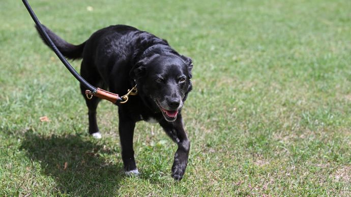 Schwarzer Hund