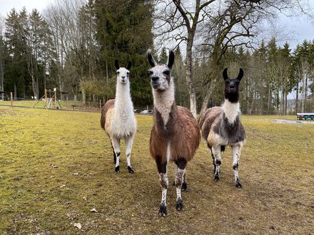 Wenn Lamas trauern – und heilen helfen