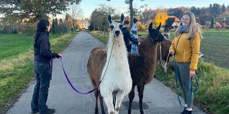 Zwei Lamas und zwei Frauen machen einen Spaziergang