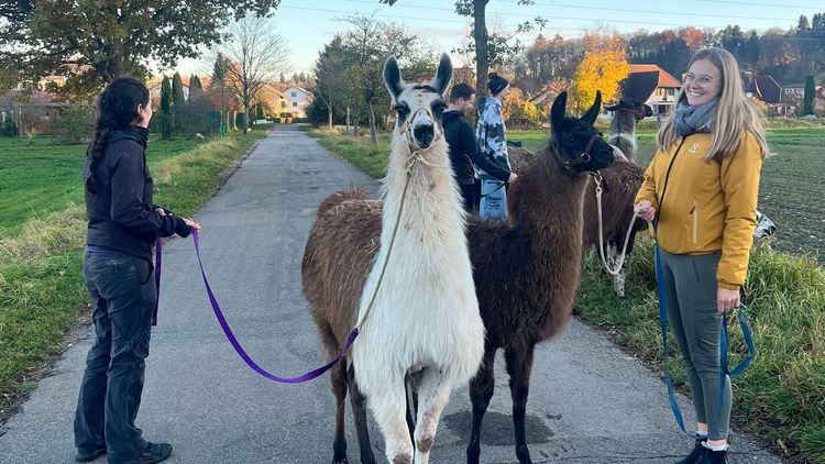 Zwei Lamas und zwei Frauen machen einen Spaziergang